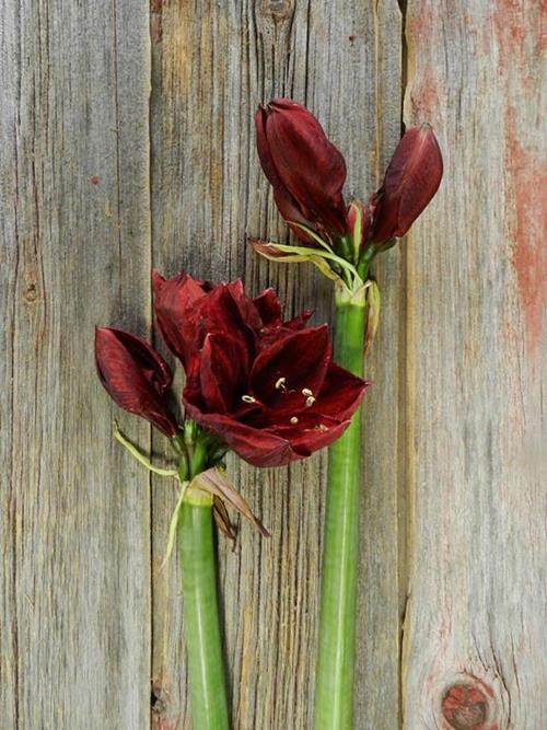 BENFICA DARK RED CUT AMARYLLIS